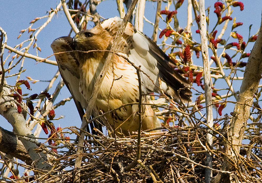 colorado red tailed hawk 5