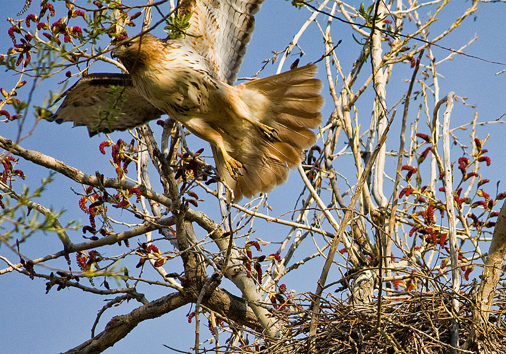 colorado red tailed hawk 7