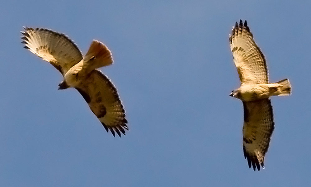two red tailed hawks