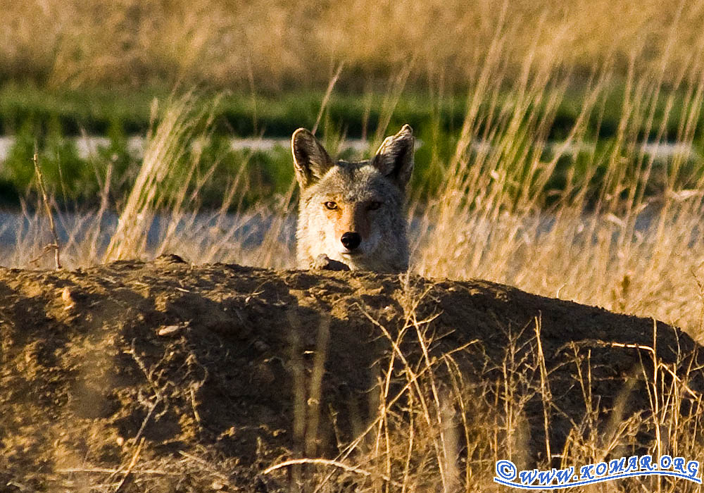 dog versus coyote hill crop