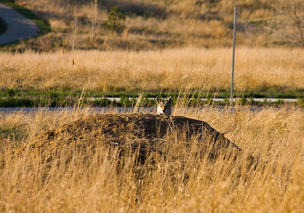 dog versus coyote hill full