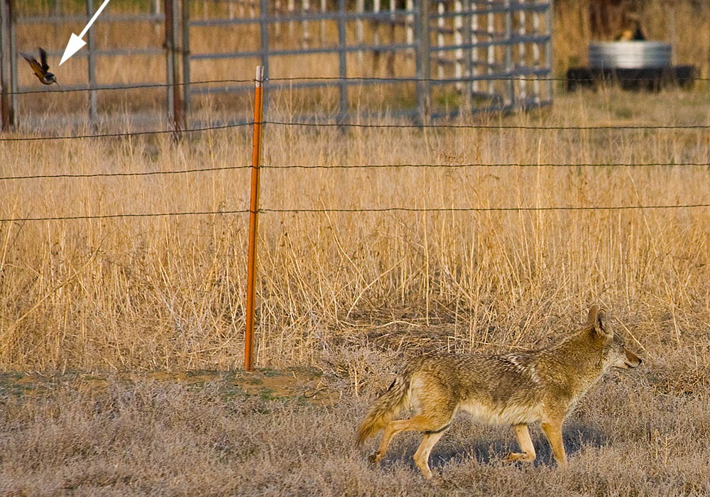 coyote bird