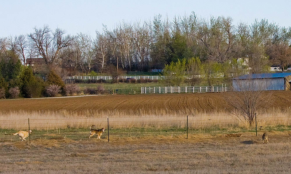 coyote dog approach