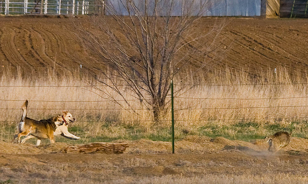 coyote fence 1