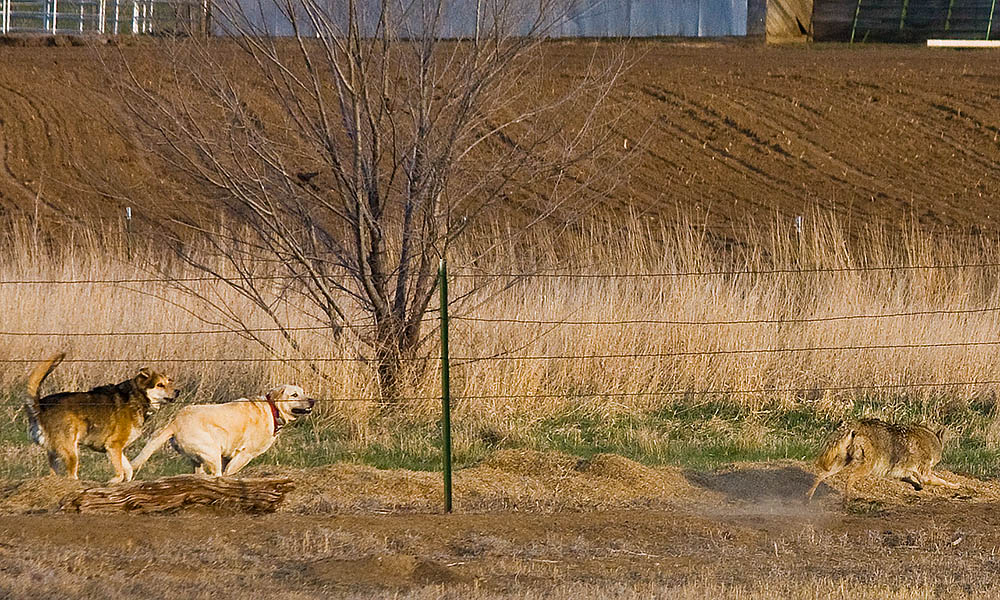 coyote fence 2