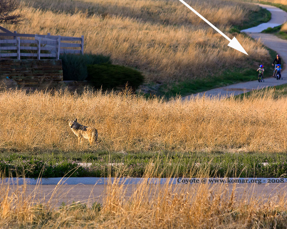 coyote kids