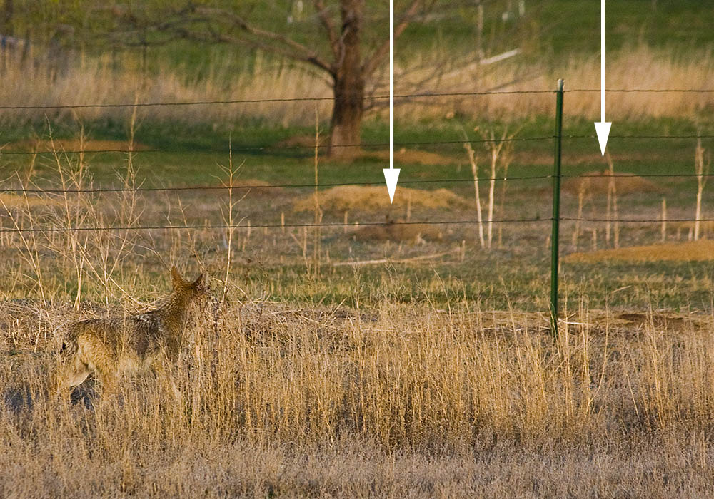 coyote prairie dog