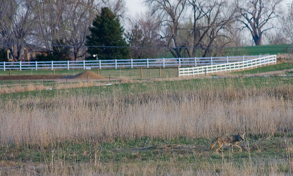 coyote retreat