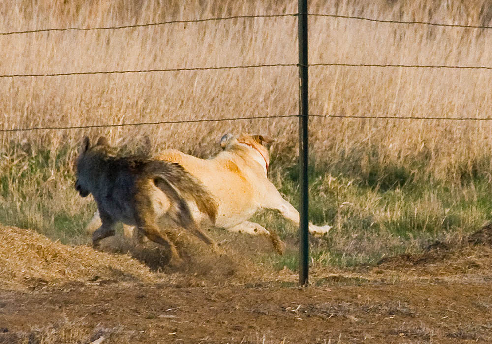 dog versus coyote 2