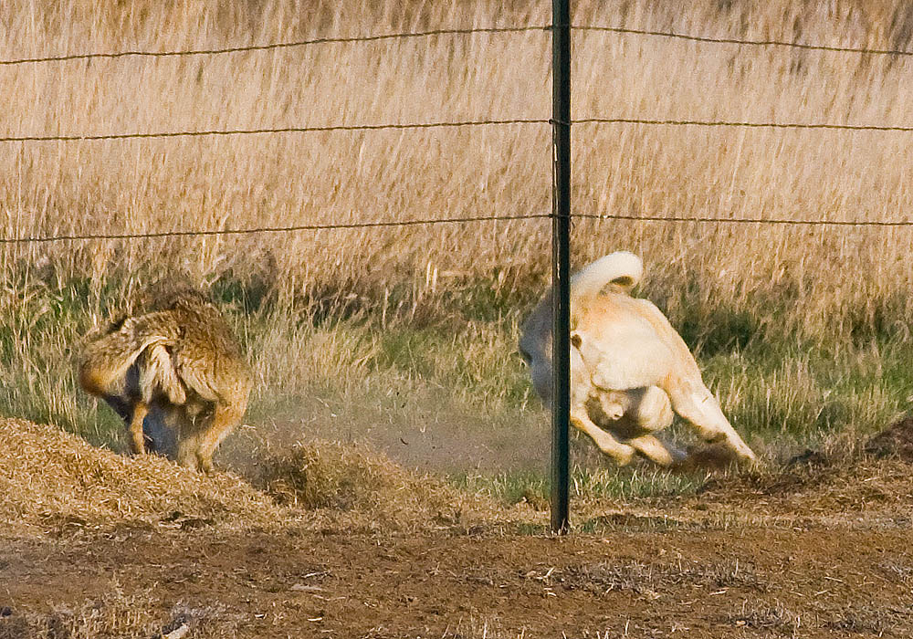 dog versus coyote 3