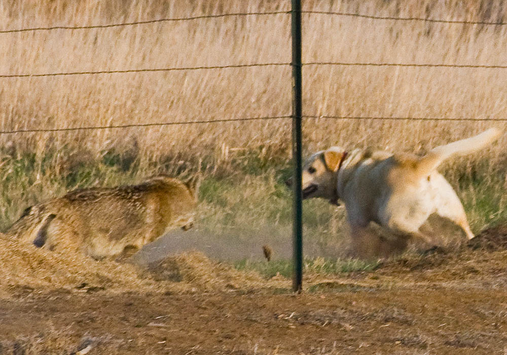 dog versus coyote 4