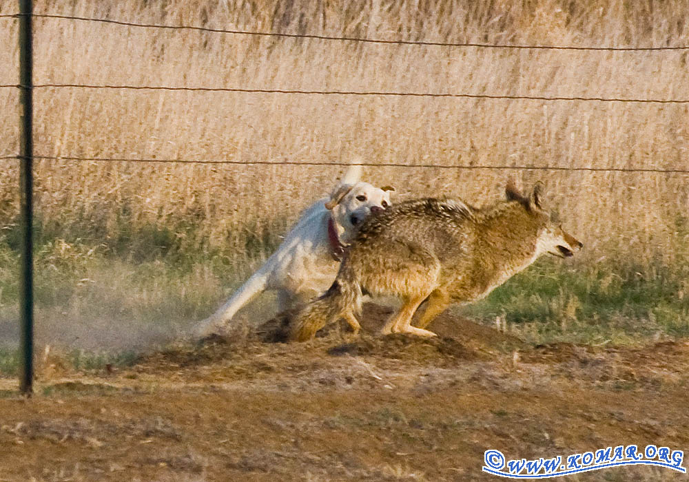 dog versus coyote 6