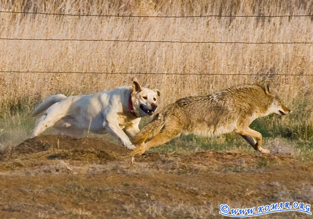 canon 55-250 dog coyote