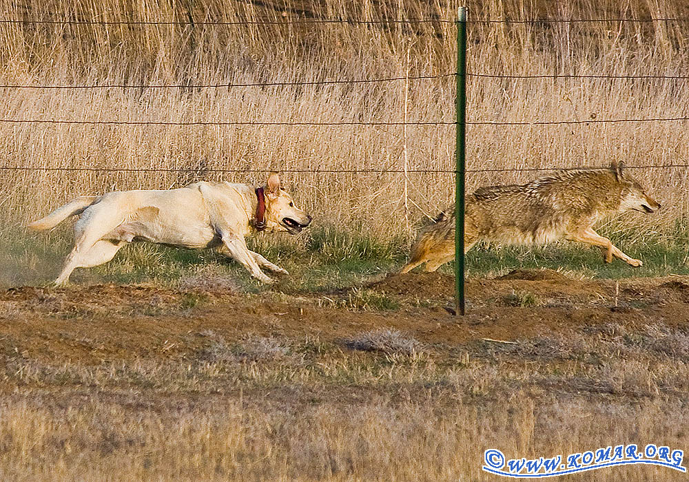 dog versus coyote 9