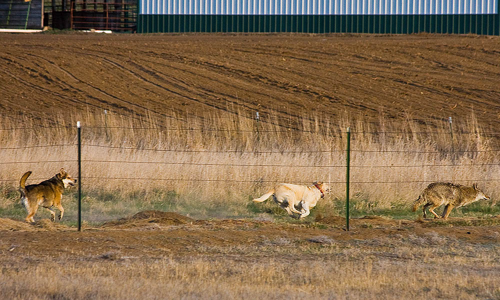 dog versus coyote 10