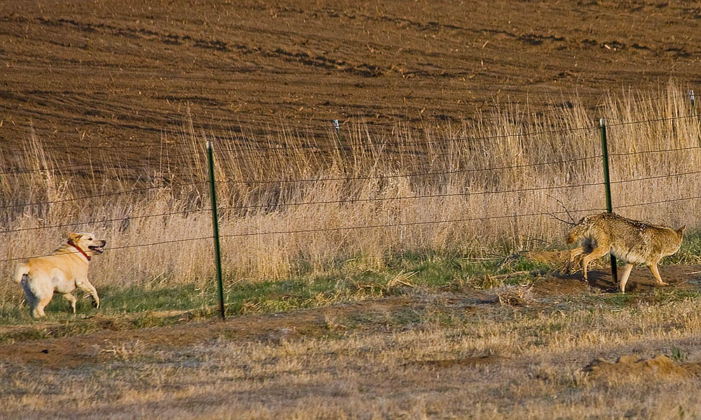 dog versus coyote 11