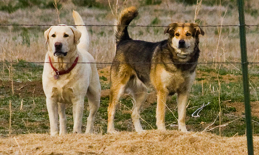 dog watch for coyote