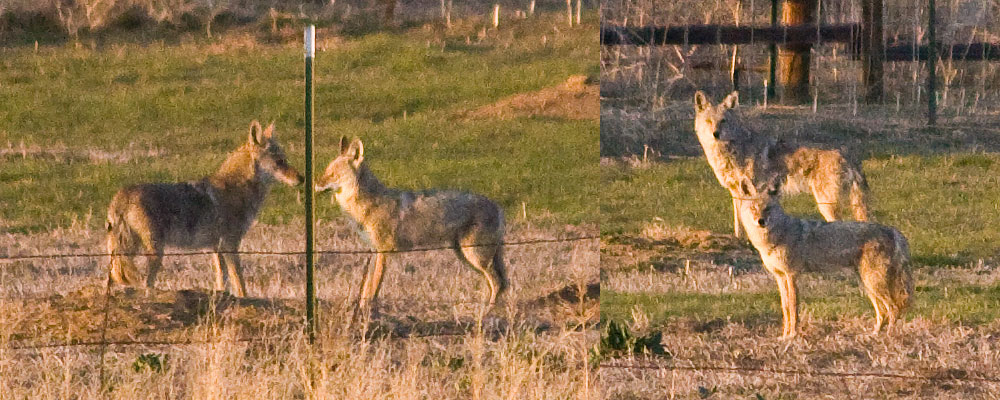 two coyotes