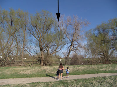 great horned owl nest 2005 wide