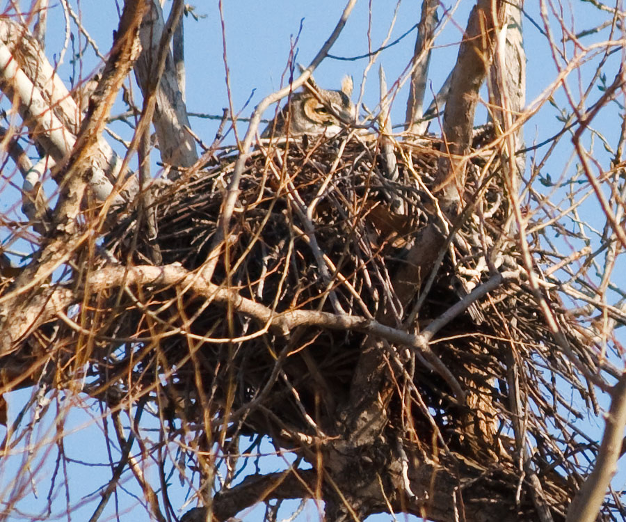 great horned owl nest March 3