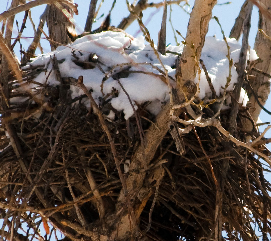 great horned owl nest March 20