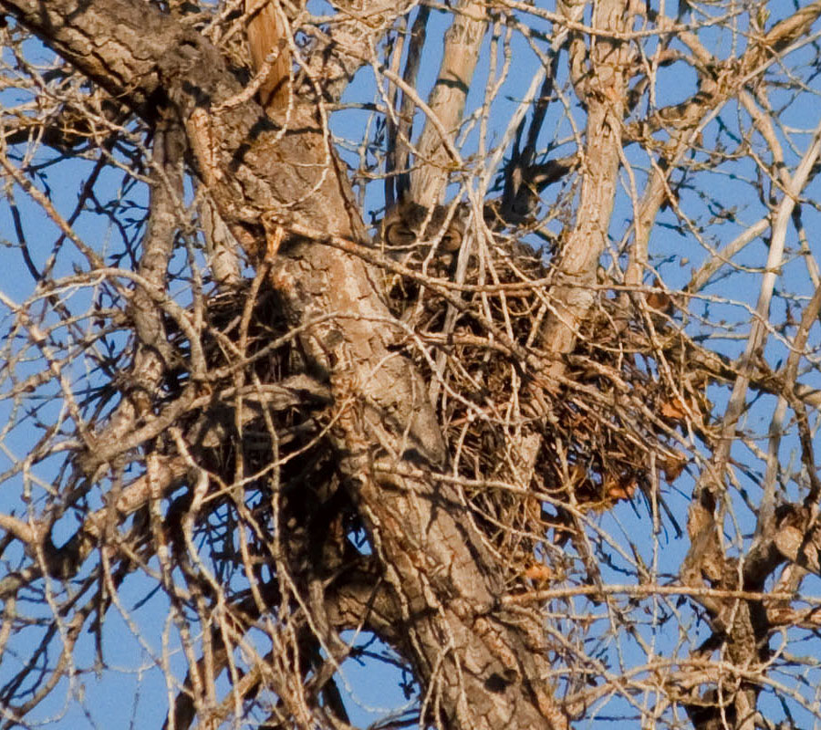 great horned owl nest March 28
