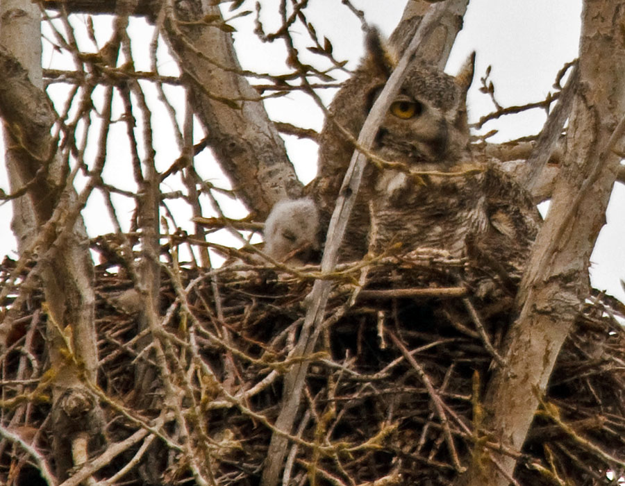 great horned owl nest April 5a