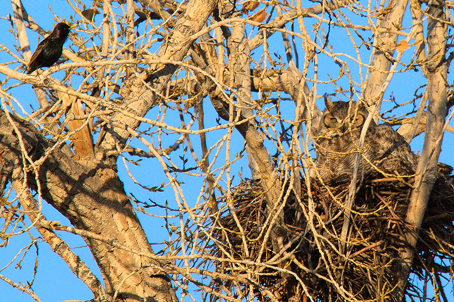 great horned owl nest April 7a