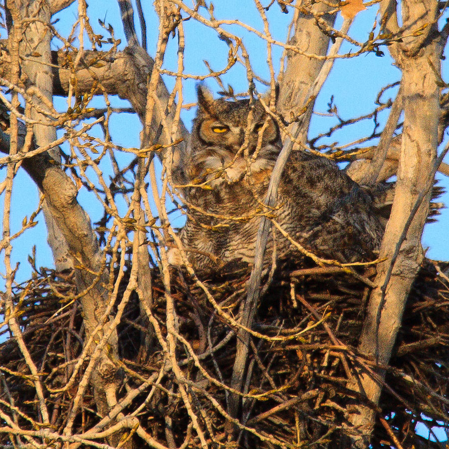 great horned owl nest April 7b