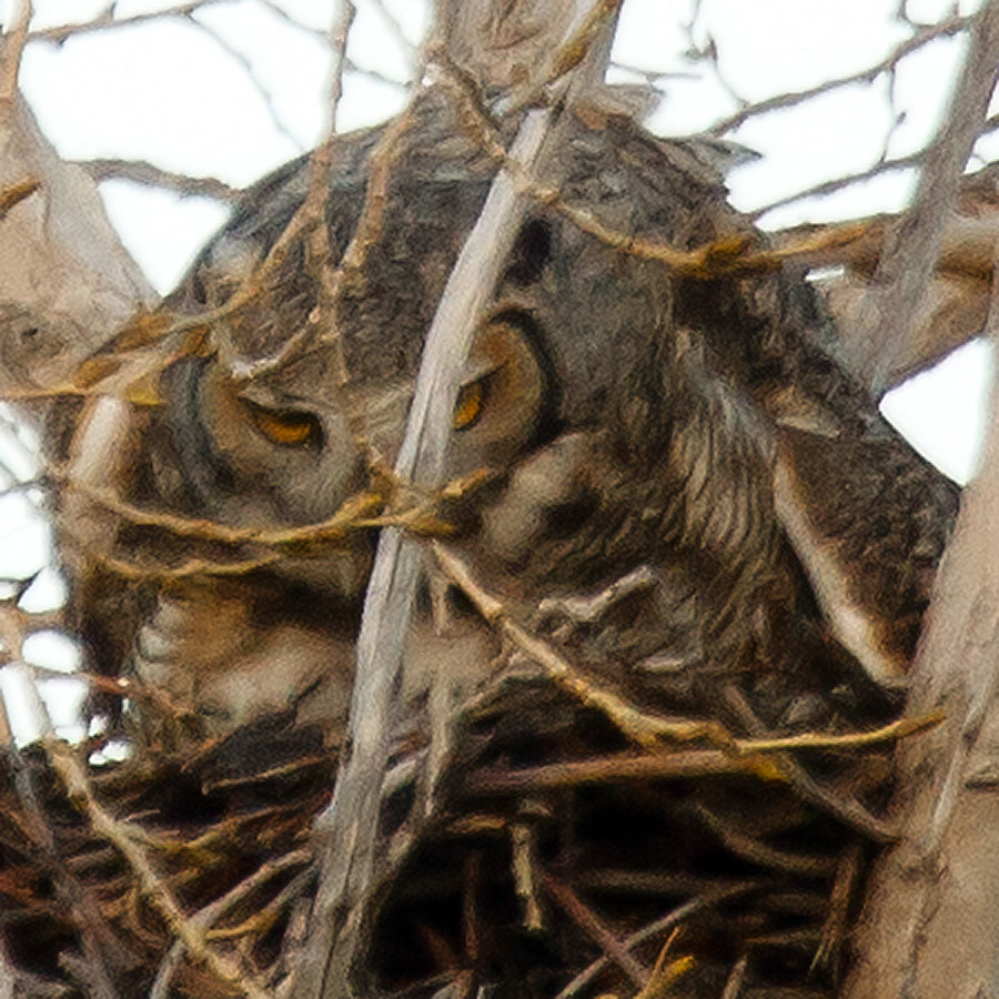 great horned owl nest April 7c
