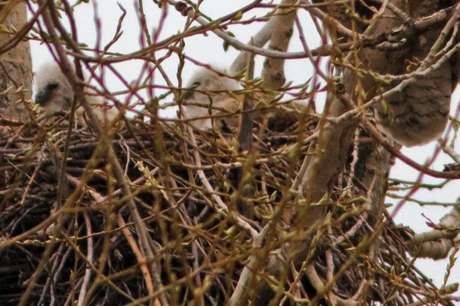great horned owl nest April 10b