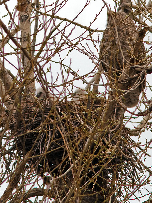 great horned owl nest April 10a