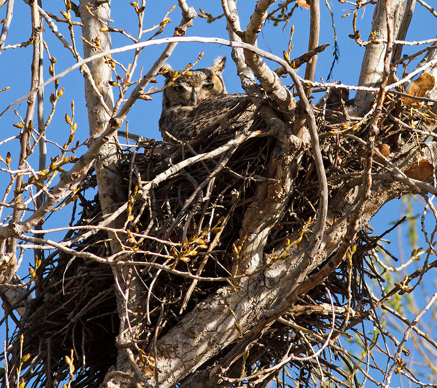 great horned owls April 13th z1