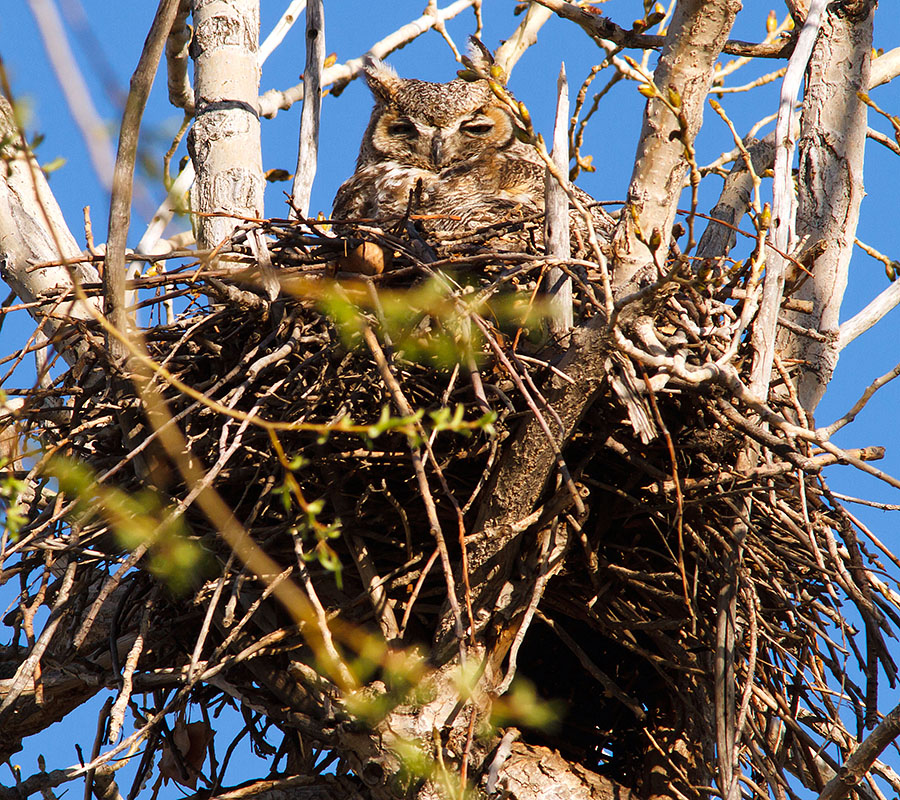 great horned owls April 13th z2
