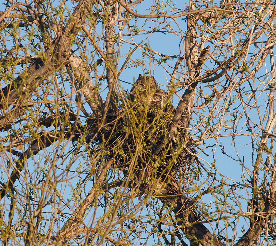 great horned owls April 13th z3
