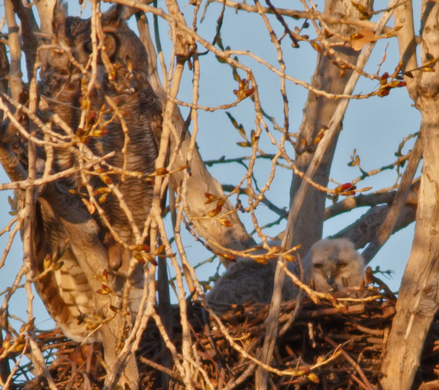 great horned owls April 13th z4