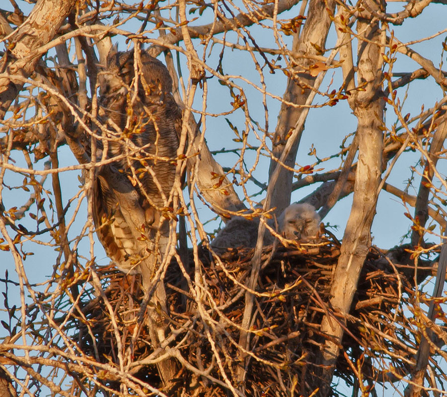 great horned owl sequence