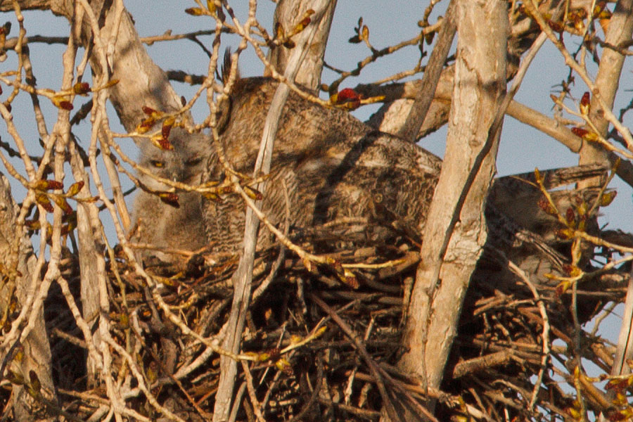 great horned owl sequence april 14