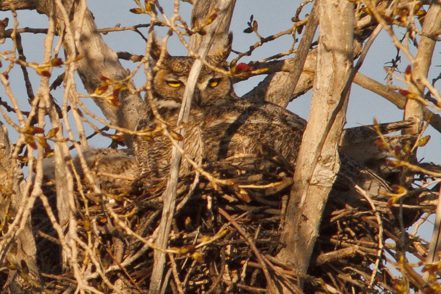 great horned owl nest April 14a