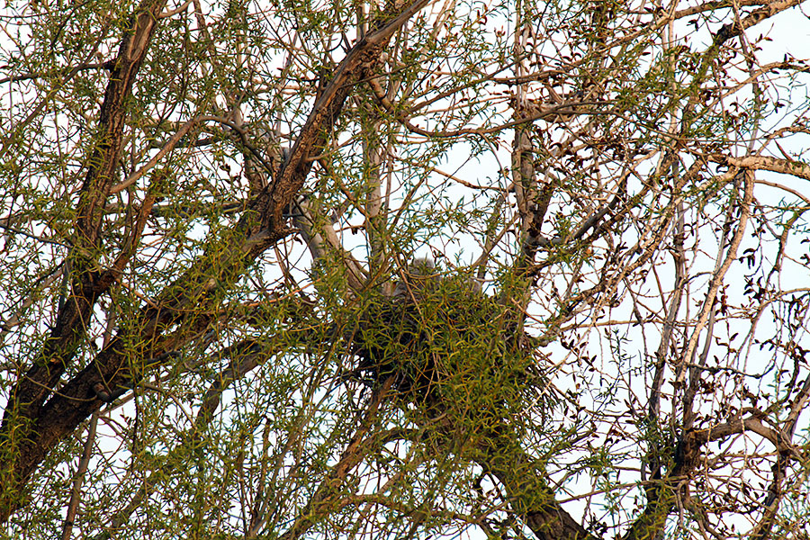 great horned owls April 18th a