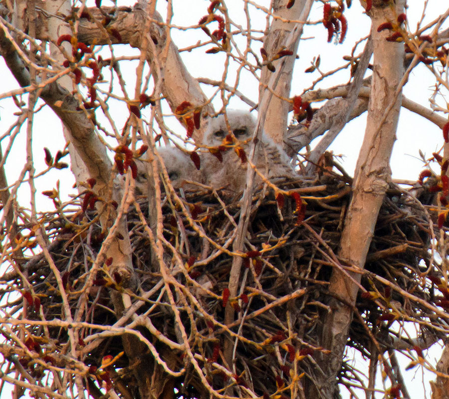 great horned owls April 18th b