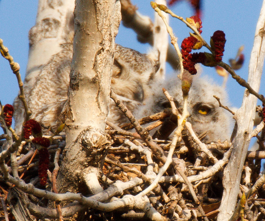 great horned owls April 19th a