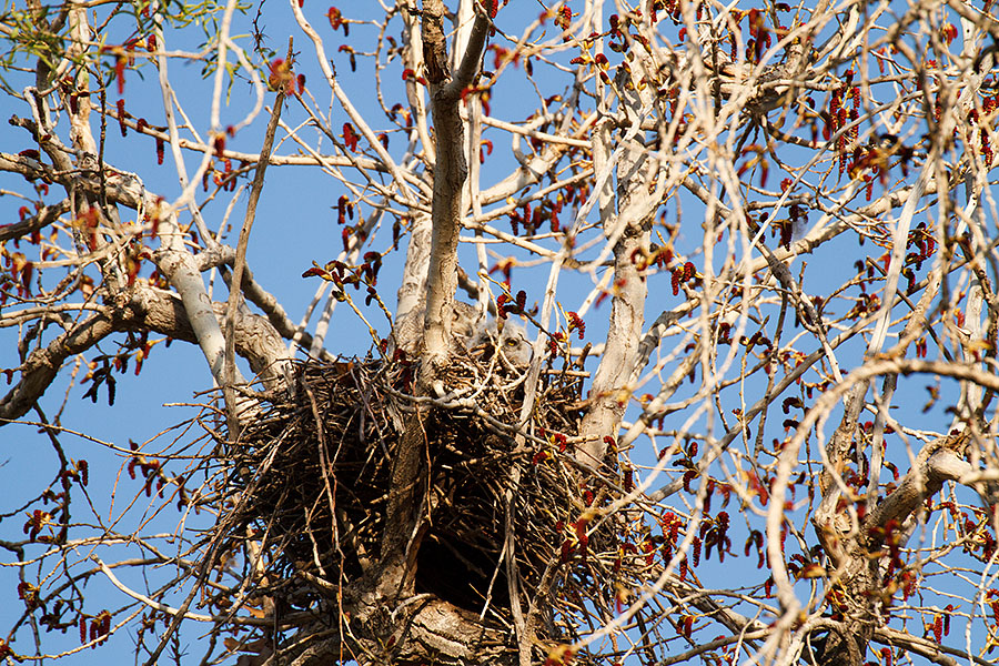 great horned owls April 19th a