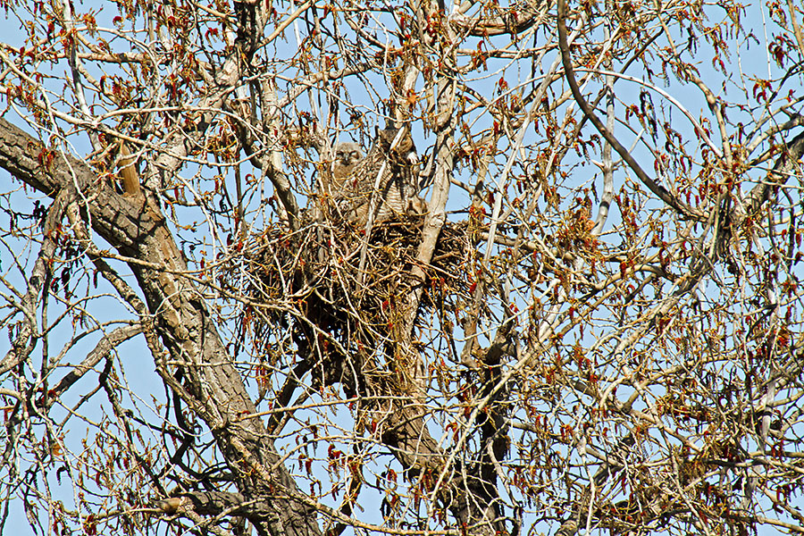 great horned owls April 24th a