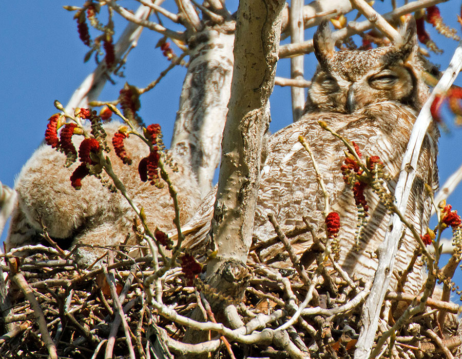 great horned owls April 24th b1