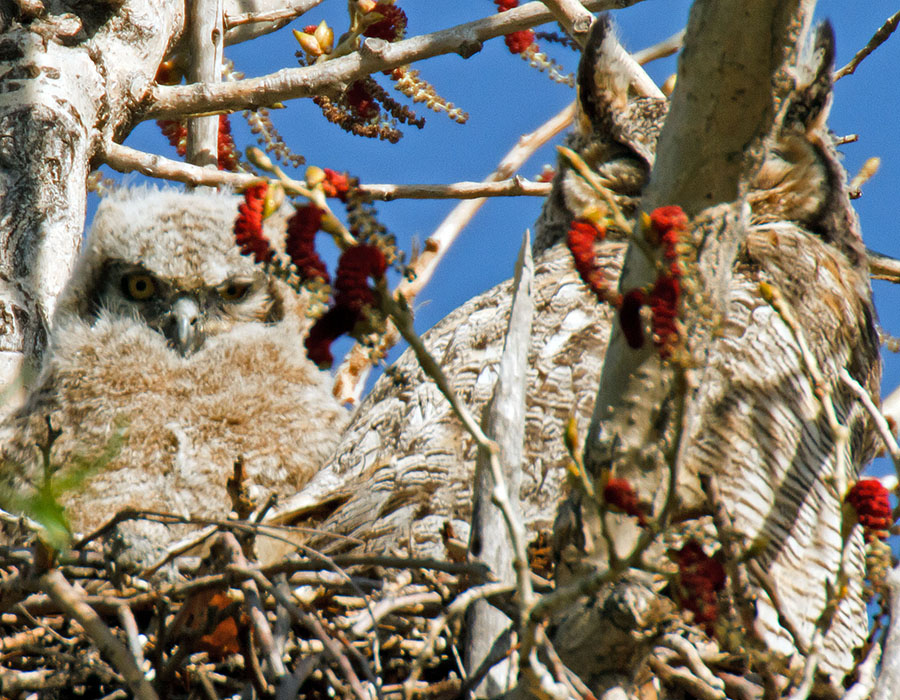 great horned owls April 24th b1