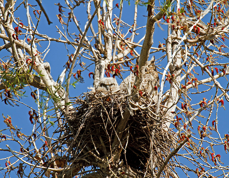 great horned owls April 24th path