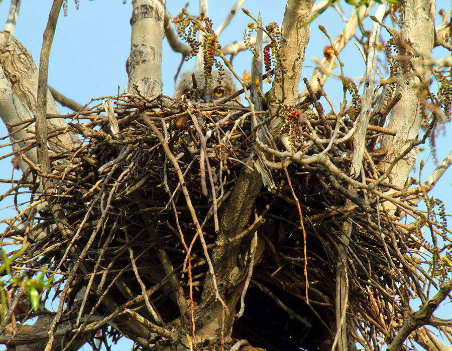 great horned owls April 27th a