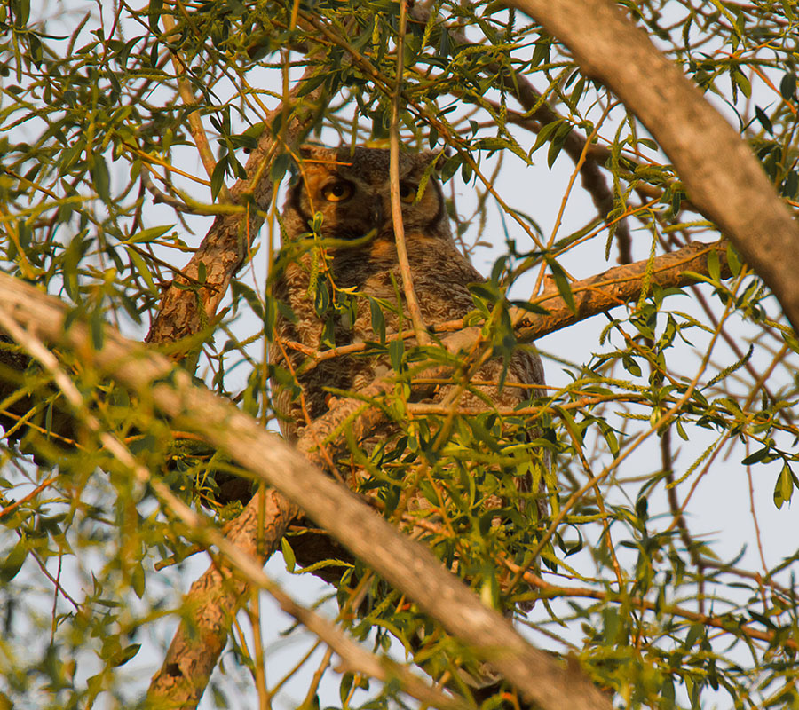 great horned owls April 27th b