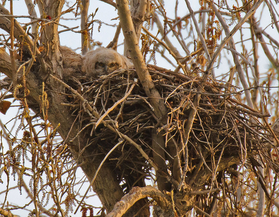 great horned owls April 27th c